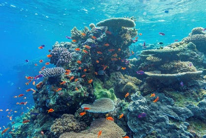 Corals and fish in Fiji who all ultimately depend on phytoplankton
