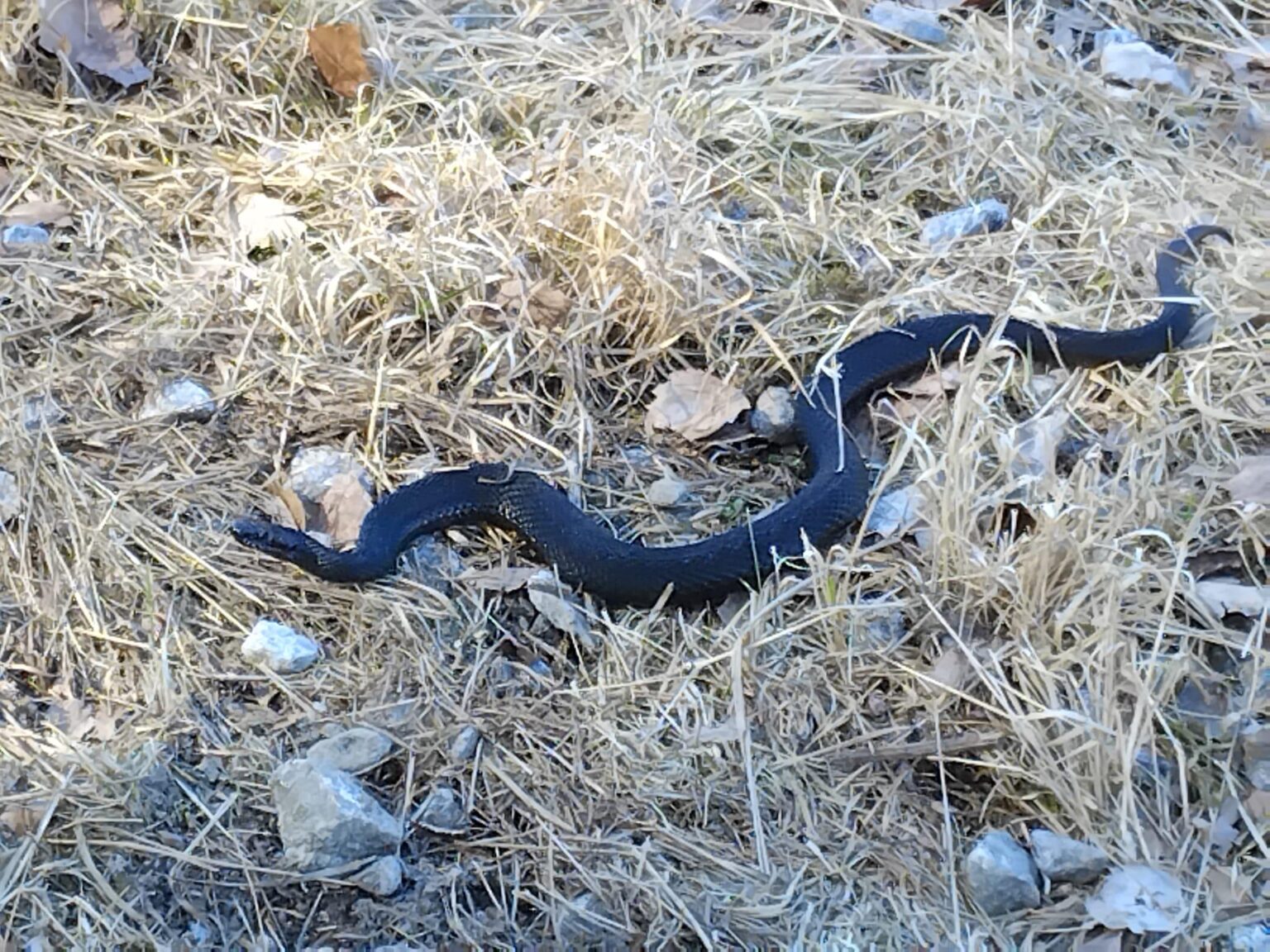 Summer and flies