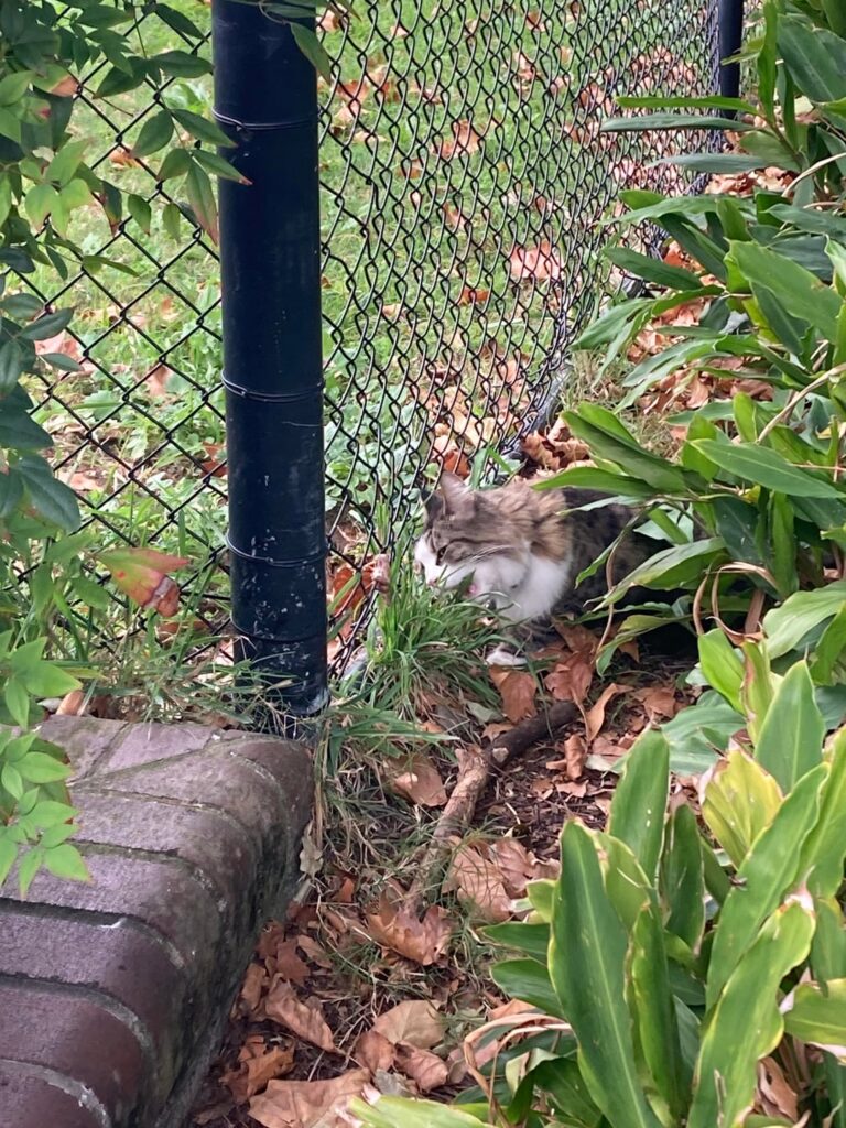 Loose cat, Alexandria Park