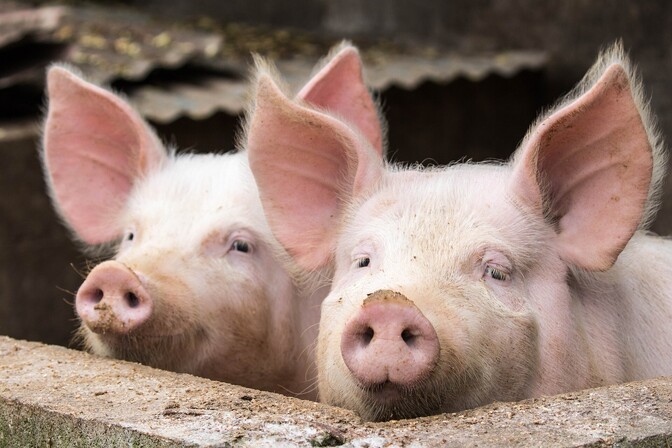 First ever pig squealing competition in Estonia to take place in Tartu | News First ever pig squealing competition in Estonia to take place in Tartu | News
