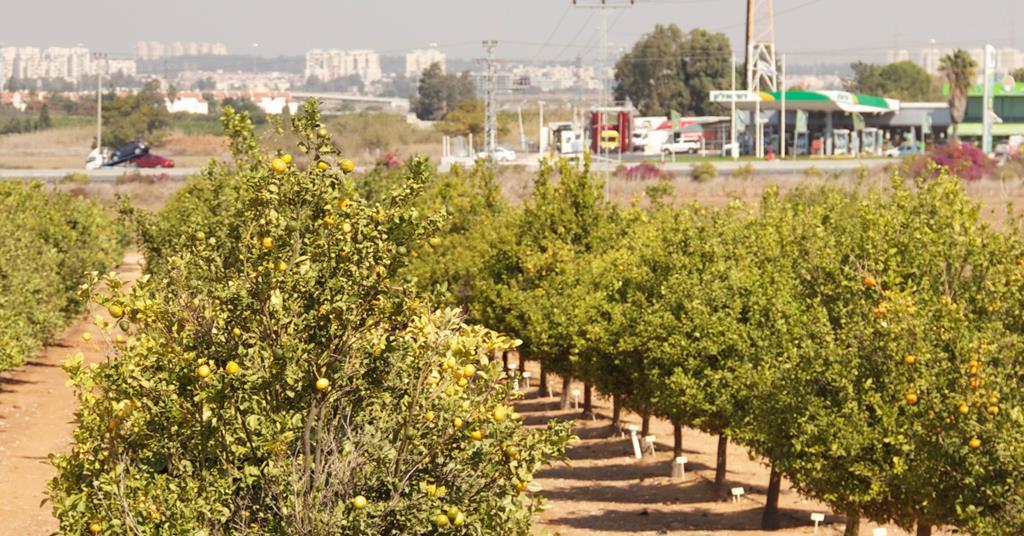 Israeli growers call for urgent help from state | News