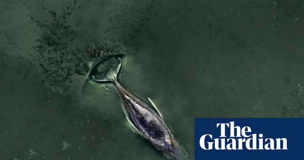 ‘We are totally out of our depth’: experts say whale stranded in Baltic is beyond saving | Germany ‘We are totally out of our depth’: experts say whale stranded in Baltic is beyond saving | Germany