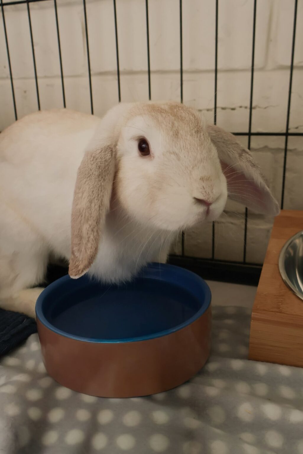 Last bunny waiting for adoption 🥹 Captain Snowpants