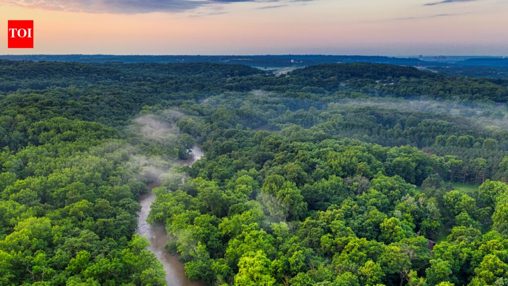 This little-known country is 93% forest and the world’s greatest treasure for the environment | World News