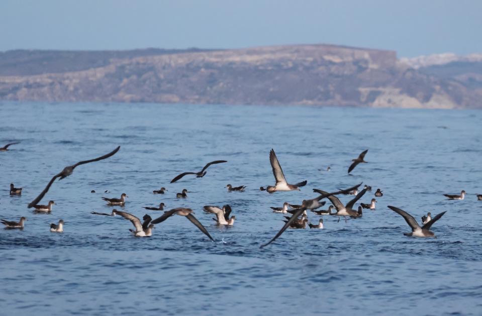 BirdLife Malta calls for ‘immediate’ removal of Noma Island from Comino waters