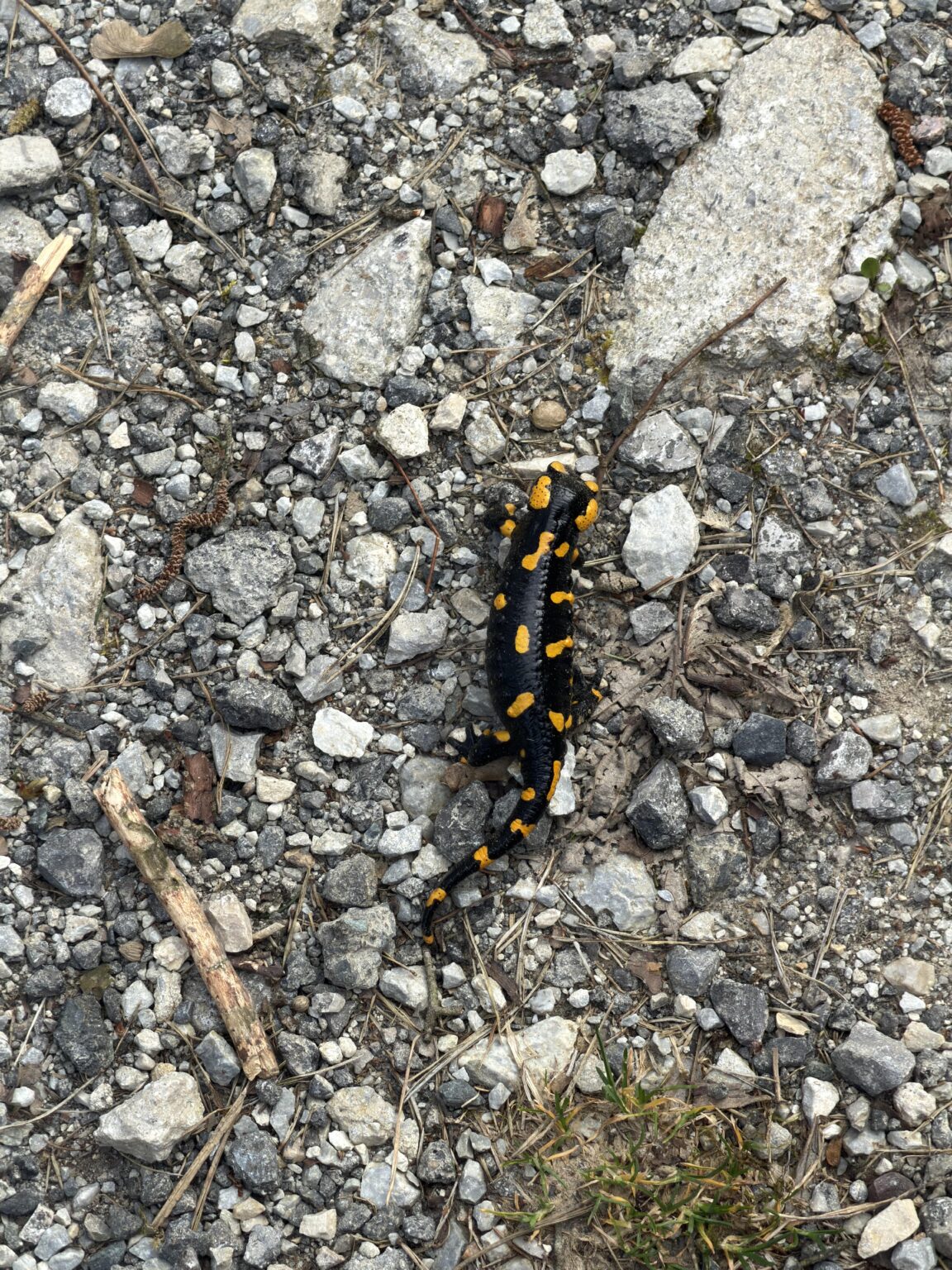 Does r/slovenia still like swamps?