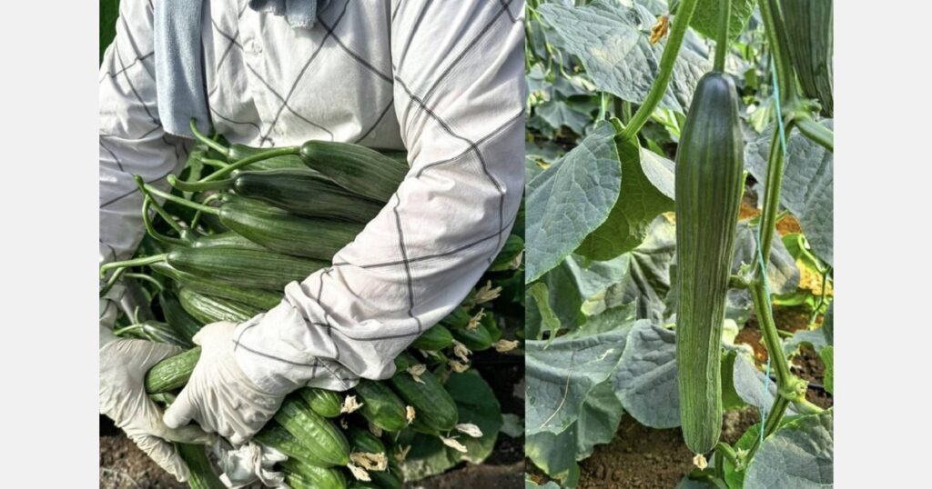 Improved quality, but significantly lower quantity for the spring cucumbers of Crete, Greece