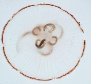 Unexpected predator: Jellyfish shown to hunt polychaete worms