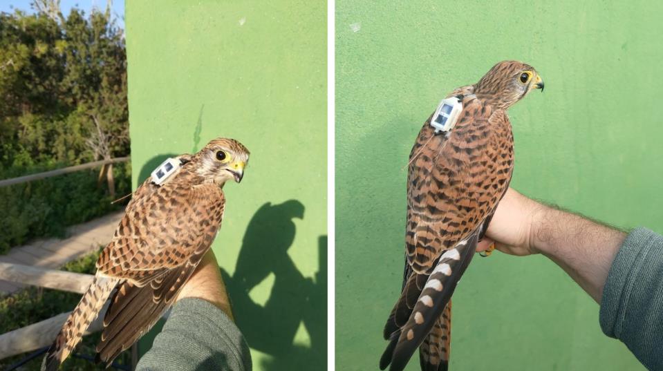 Tracking of rehabilitated birds shows strong potential for Malta, BirdLife says