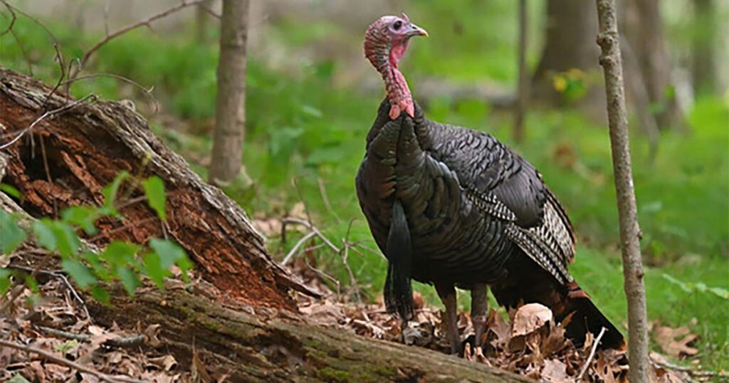 Wisconsin DNR: Spring turkey season safety tips, reminders