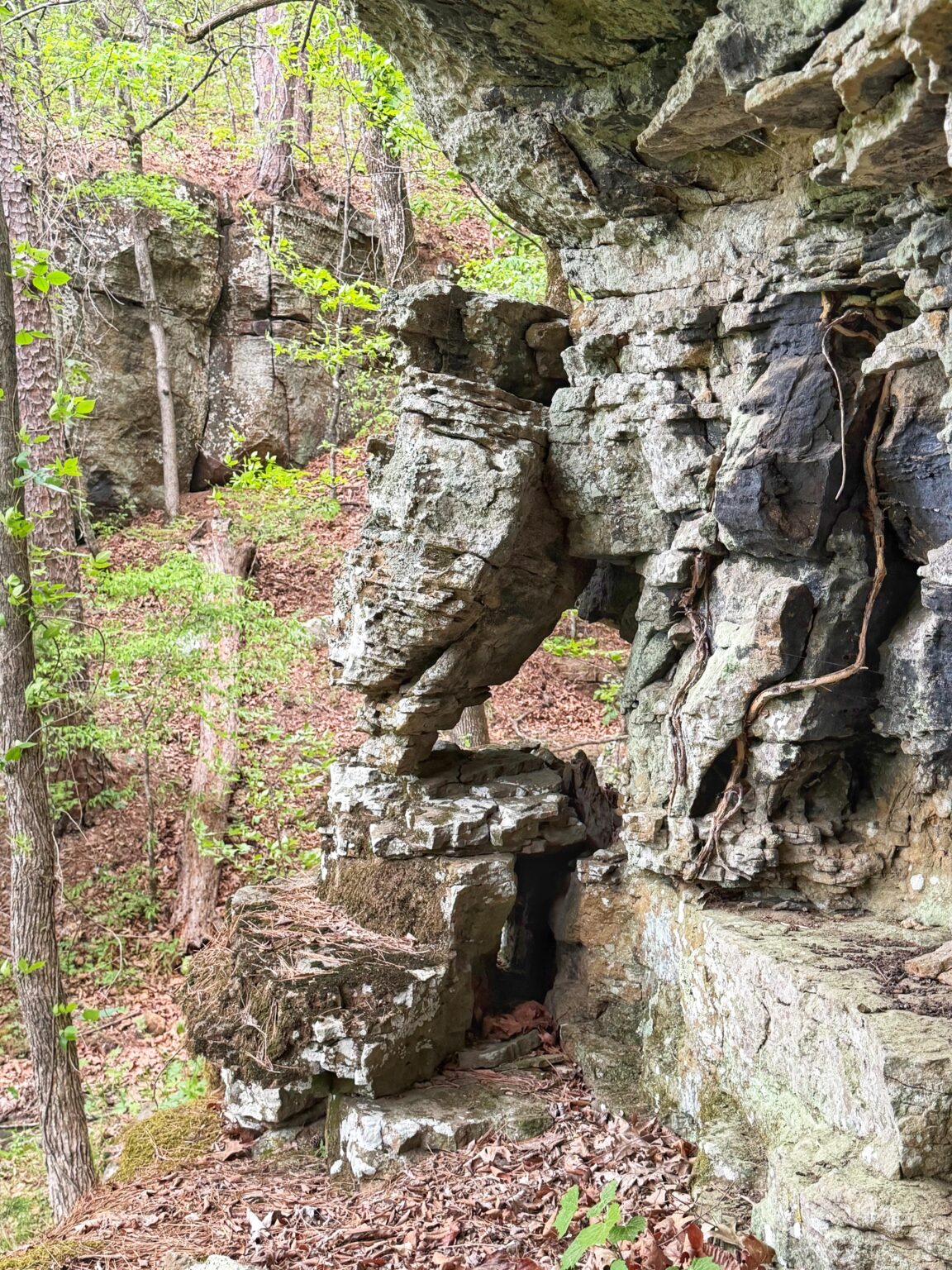 Came across thus owl crawling the hills of Arkansas