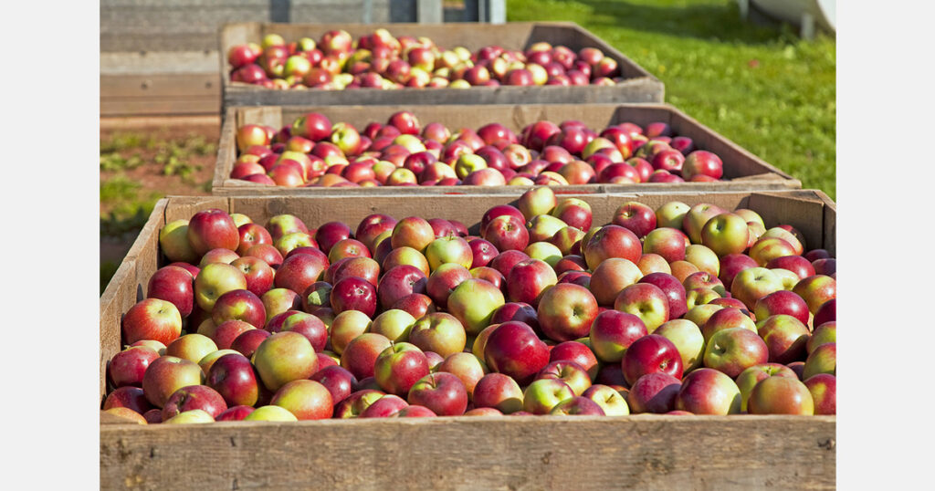Ukrainian and Moldovan apple prices face pressure at end of season