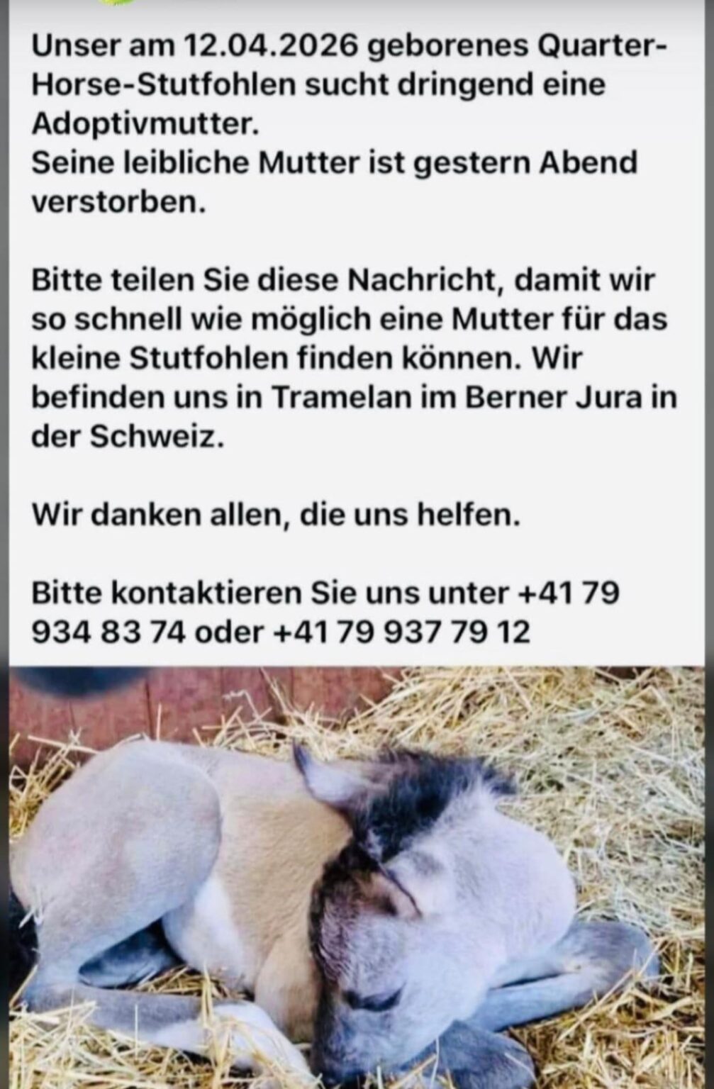 Foal urgently needs a new mother