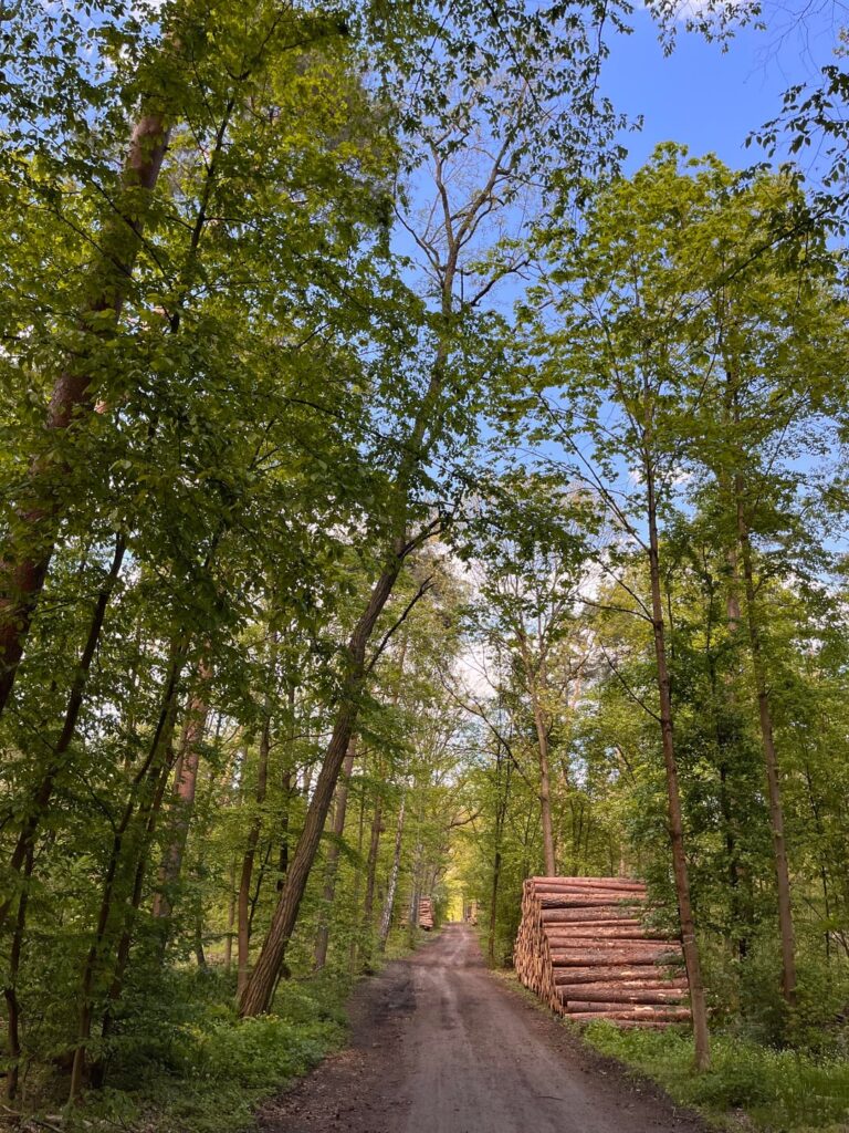 Wannsee lido, near Berlin 🪵🌳🧚🏻‍♀️