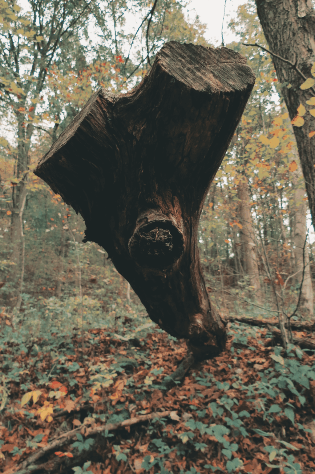 Fallen trees are always interesting
