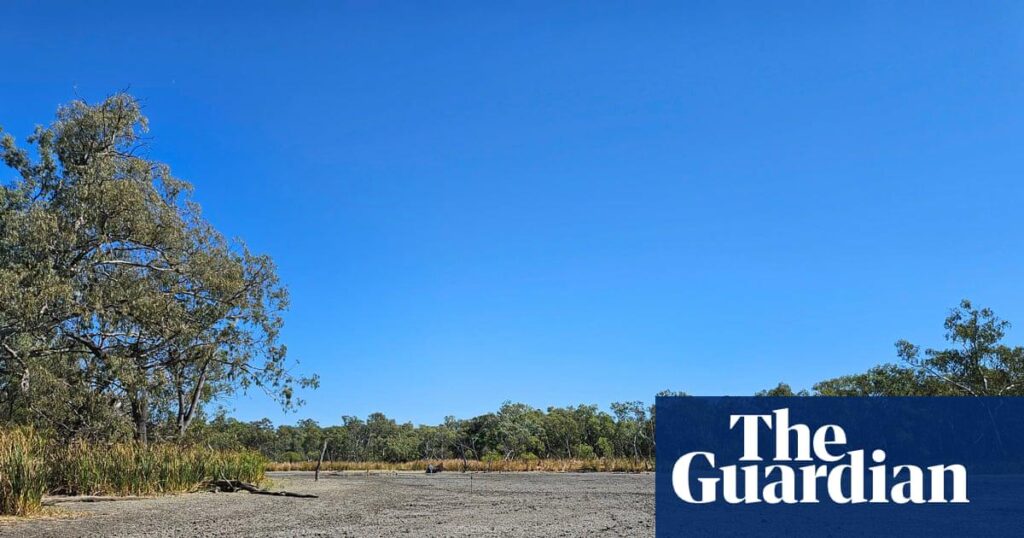 ‘Incomprehensible’: birds flee and hundreds of turtles left to die after government cuts water to NSW wetlands