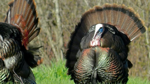 Surge in wild turkey population in N.B. leads to longer May hunt