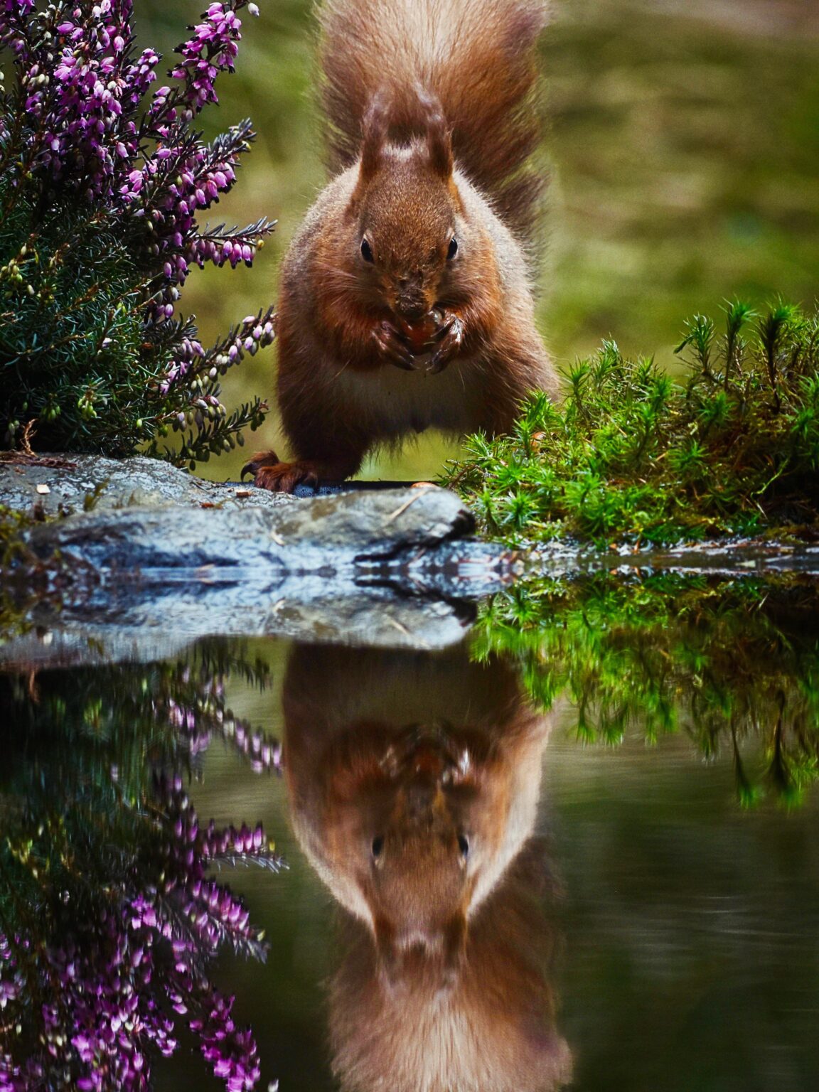 Mirror, mirror… Red Squirrel, Yorkshire Dales