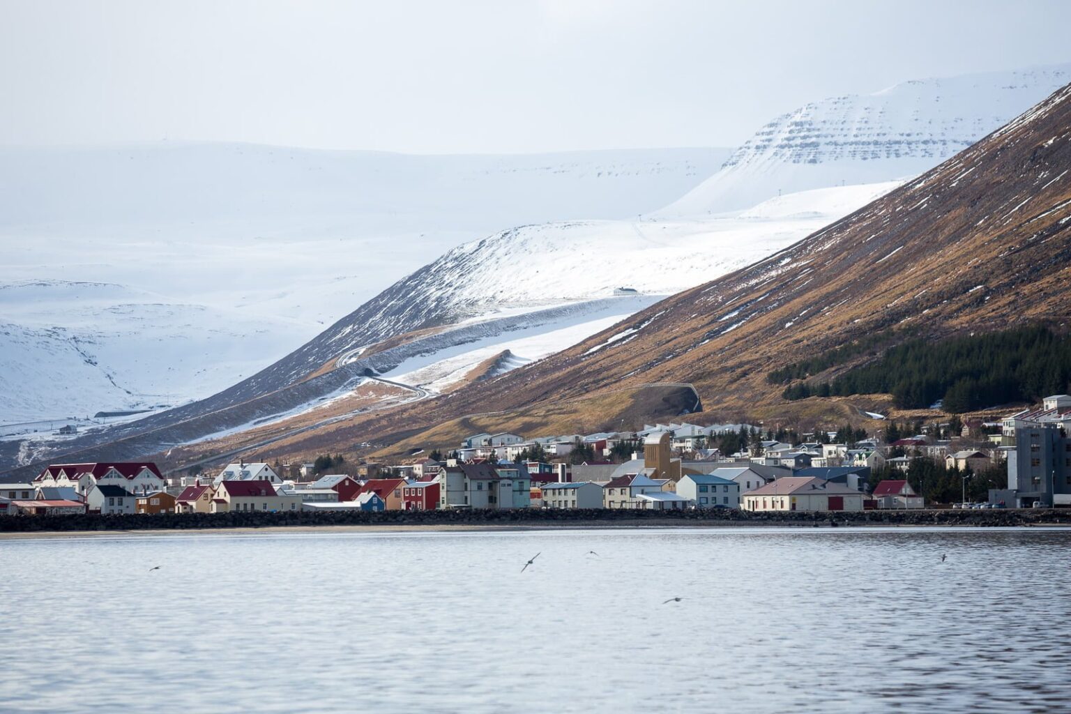 11 Years Since Icelanders Overturned Decree To Kill Foreigners In The Westfjords: Celebrating A Landmark Moment In Icelandic Multiculturalism 11 Years Since Icelanders Overturned Decree To Kill Foreigners In The Westfjords: Celebrating A Landmark Moment In Icelandic Multiculturalism