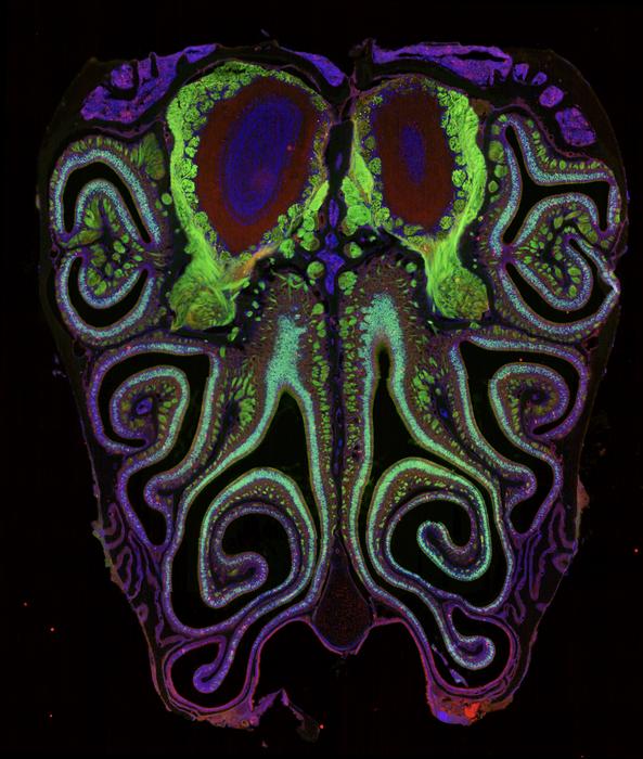 Smell neurons in a mouse nose