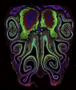 Scientists create first-ever ‘smell map’