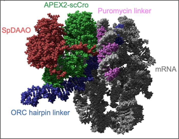 SMART single-molecule display model