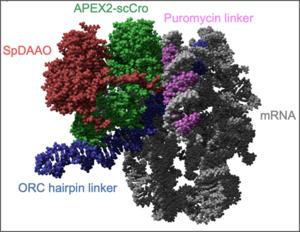 Scientists pave the way for fast, cost-effective custom enzyme development