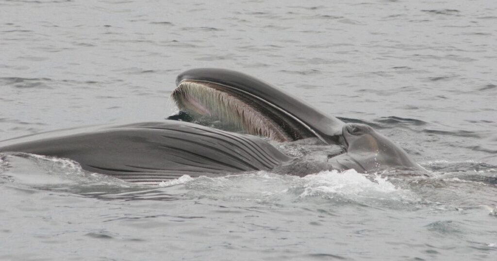 Iceland will allow up to 318 whales to be killed this summer. That’s 318 too many. Iceland will allow up to 318 whales to be killed this summer. That’s 318 too many.