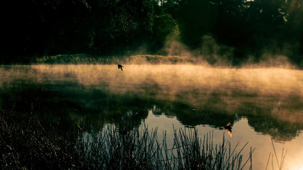 Fagan Park is a magical place in the morning