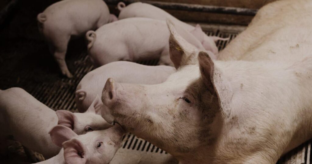 Routine use of antibiotics is prohibited. Nevertheless, it is everywhere in the Danish pig farms - Antibiotics must be used "with caution" to reduce the risk of resistance. But in pig production, it is given to the vast majority of pigs – even those that are not sick
