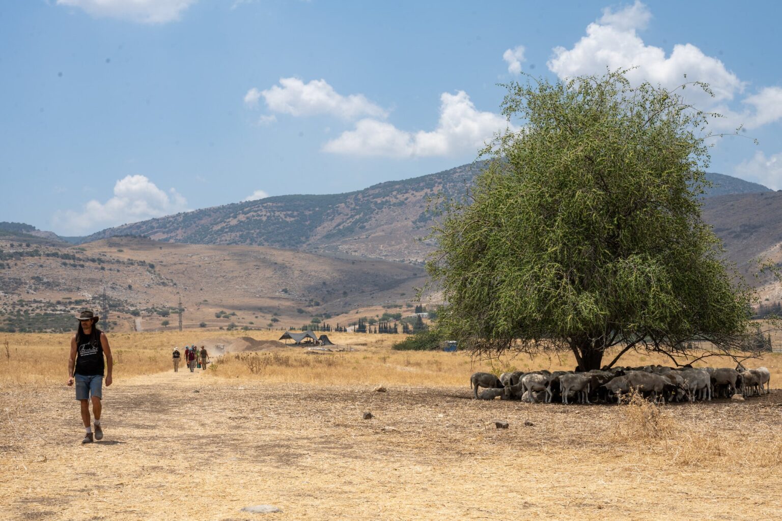 Shepherds without borders: In biblical Israel’s war zone, flocks traversed contested lands