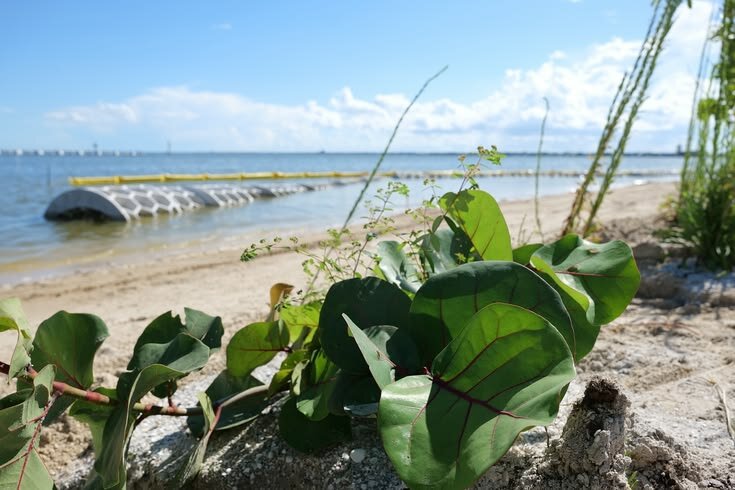 The Titusville living shoreline project is an example of what the newly passed SB 302 will help promote, rather than armored shorelines.
