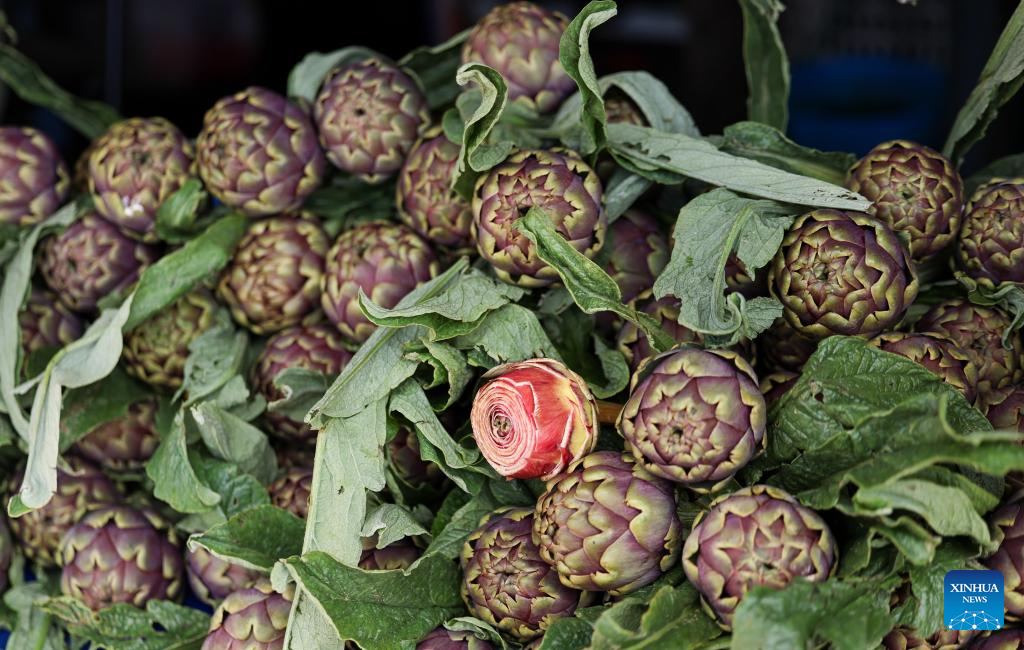 Roman artichoke festival celebrated in Ladispoli, Italy-Xinhua