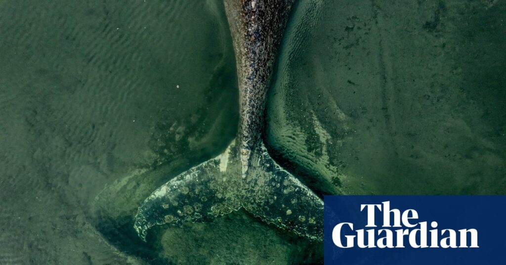 Stranded and dying, the German whale is a parable of our troubled relationship with these sea giants | Whales Stranded and dying, the German whale is a parable of our troubled relationship with these sea giants | Whales