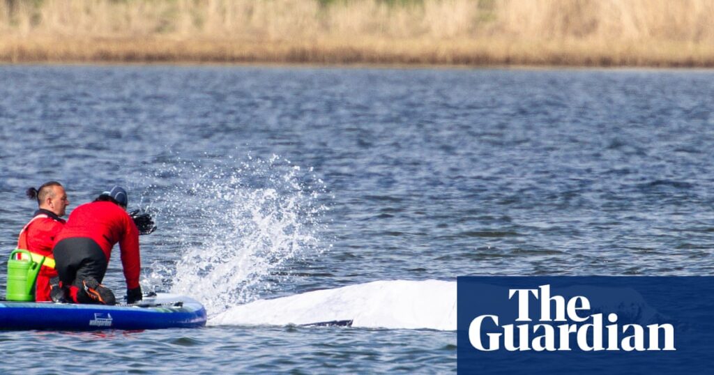 Final steps taken before audacious plan to tow whale stranded in Germany to North Sea | Germany Final steps taken before audacious plan to tow whale stranded in Germany to North Sea | Germany