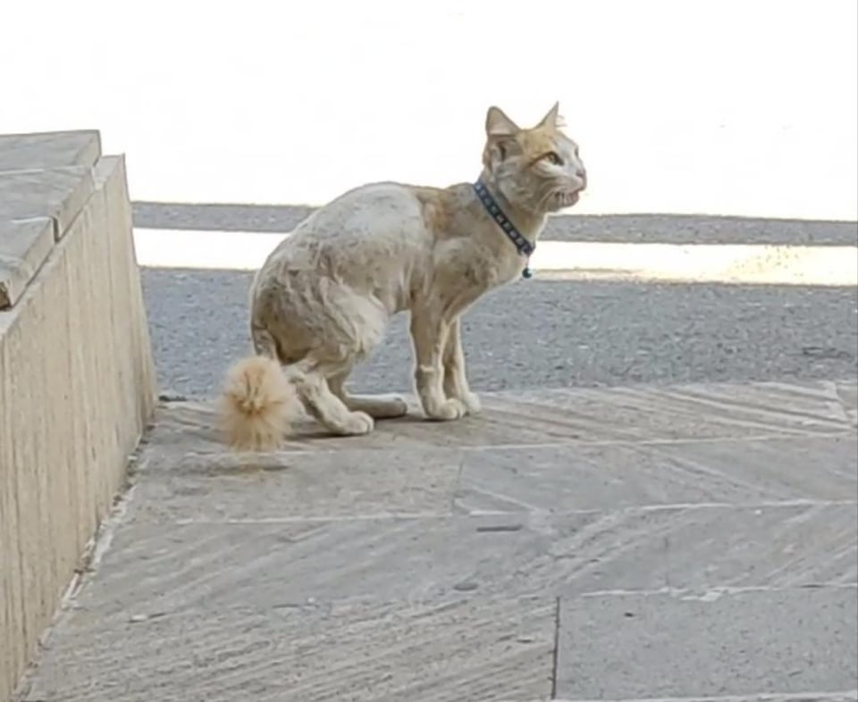 Does this cat have an owner? I'm sharing because I'm worried about his health, just in case he's gone