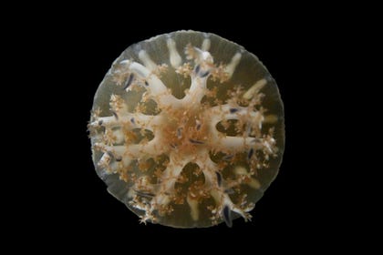 The sleeping upside-down jellyfish Cassiopea andromeda. Jellyfish east phytoplankton.