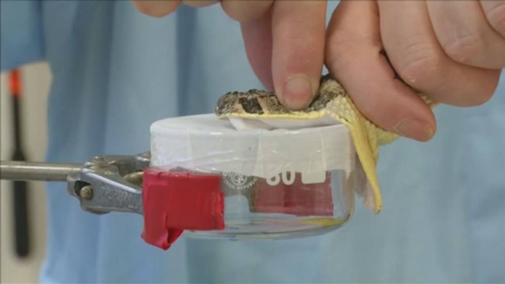 Click to play video: 'How scientists are harnessing AI to treat snakebites'