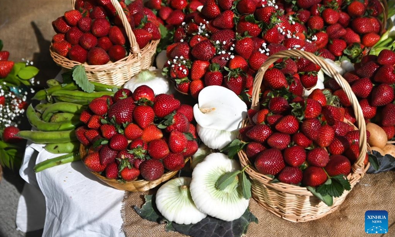 Fresh strawberries are seen during the strawberry festival in Mgarr, Malta, April 12, 2026. Malta held its annual strawberry festival in Mgarr on Sunday. (Photo by Jonathan Borg/Xinhua)