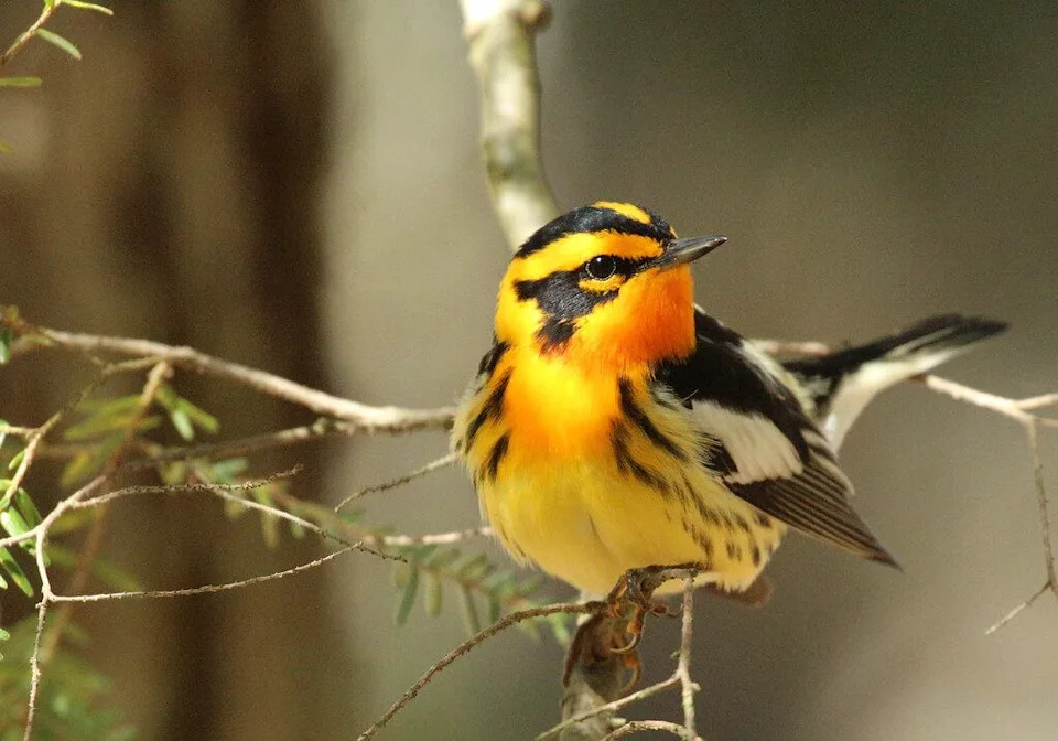 The Blackburnian warbler, a migrating bird, has seen a 70 per cent population decline since 1985.