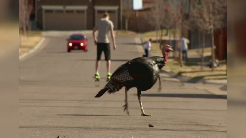 Seeing turkeys roaming around the Denver metro area? Here’s why