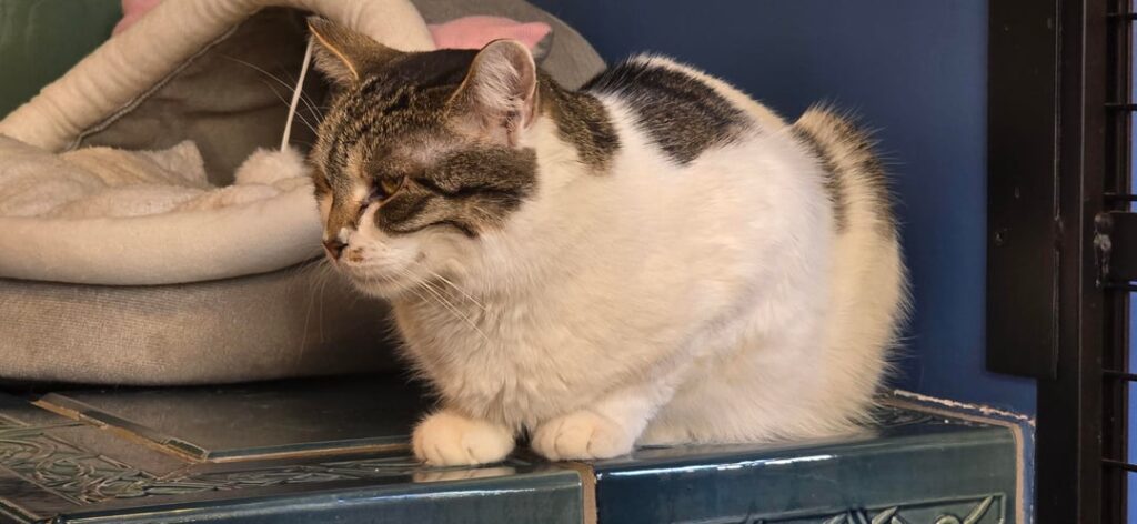 Gacek inspired cat cafe