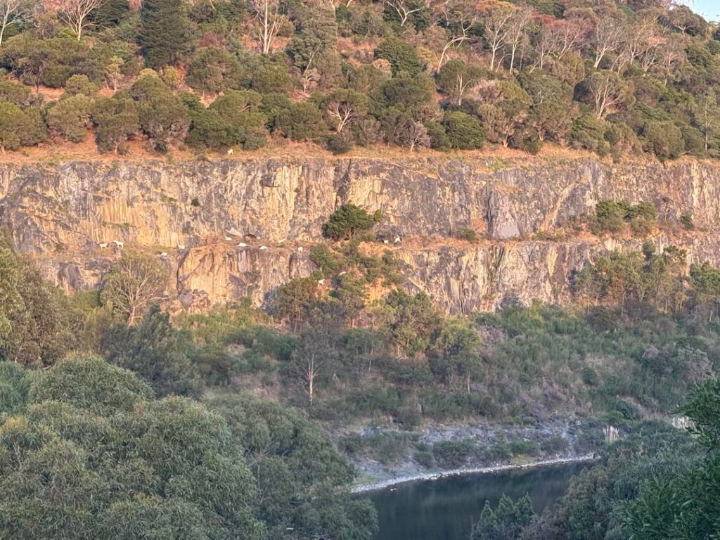 Quarry Goats in Ferntree Gully