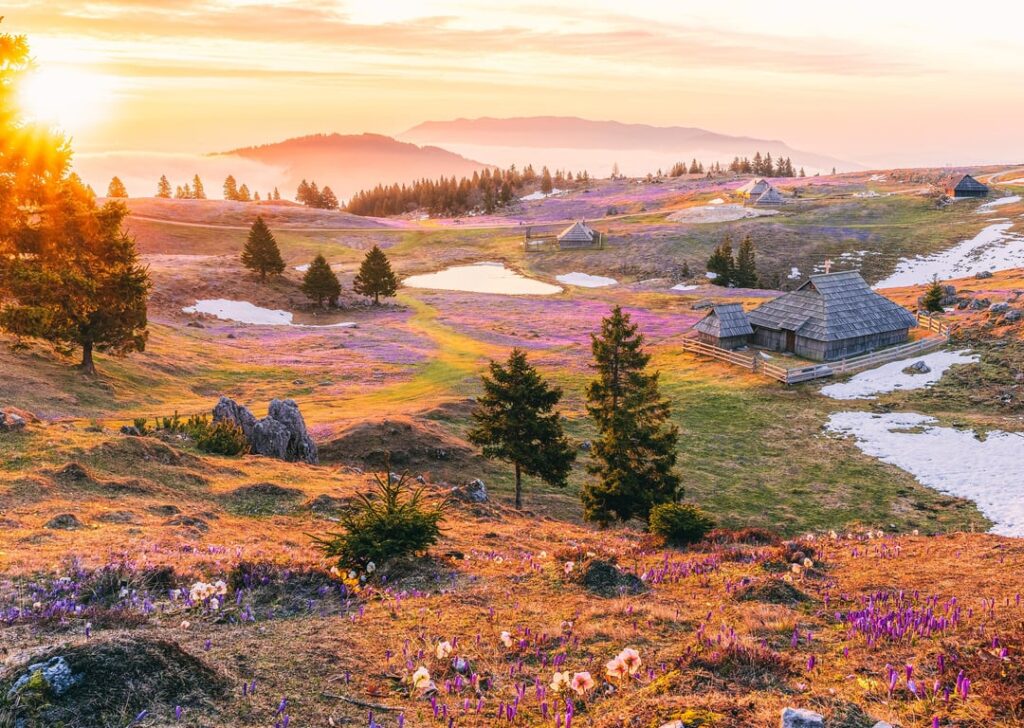 Saffron on Mali Planina