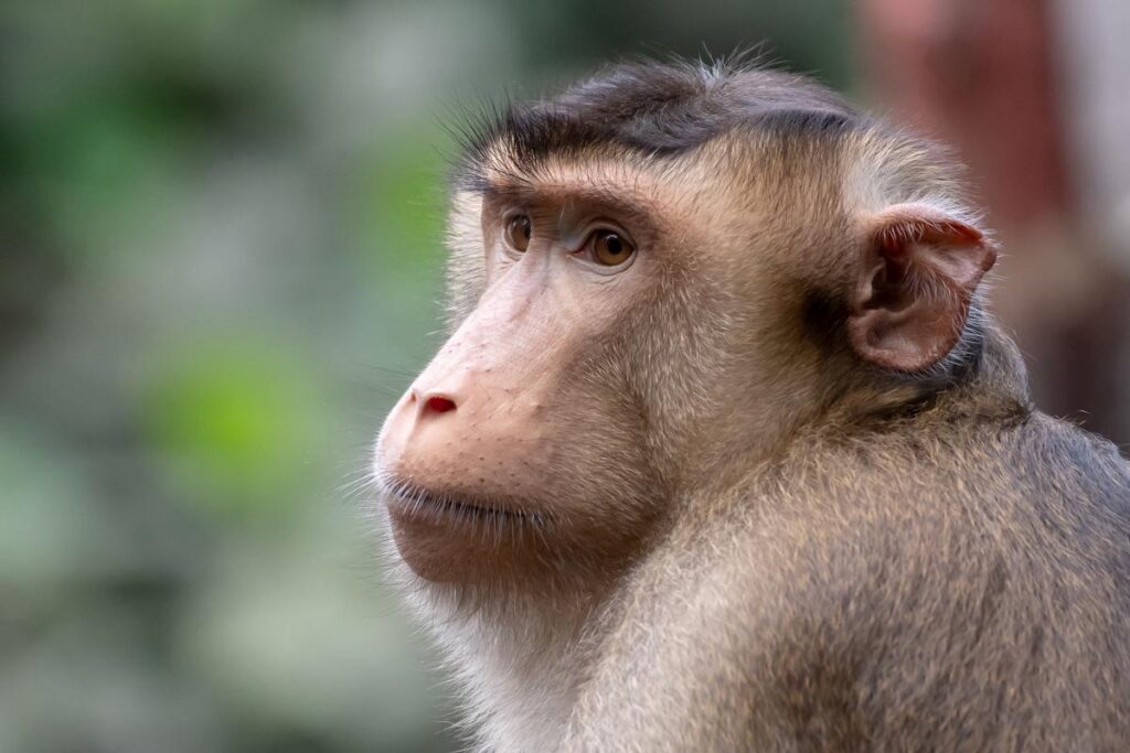 I can't look at a monkey without thinking of Babiš