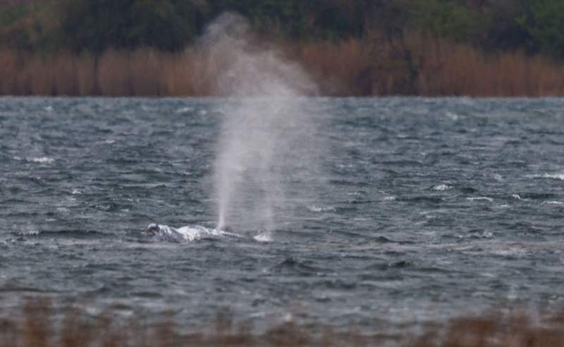 Cautious hope in Germany for Timmy the whale after eventful day Yahoo news home