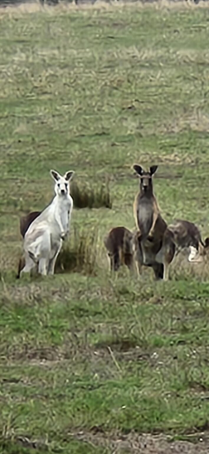 Spotto! Albino kangaroo!