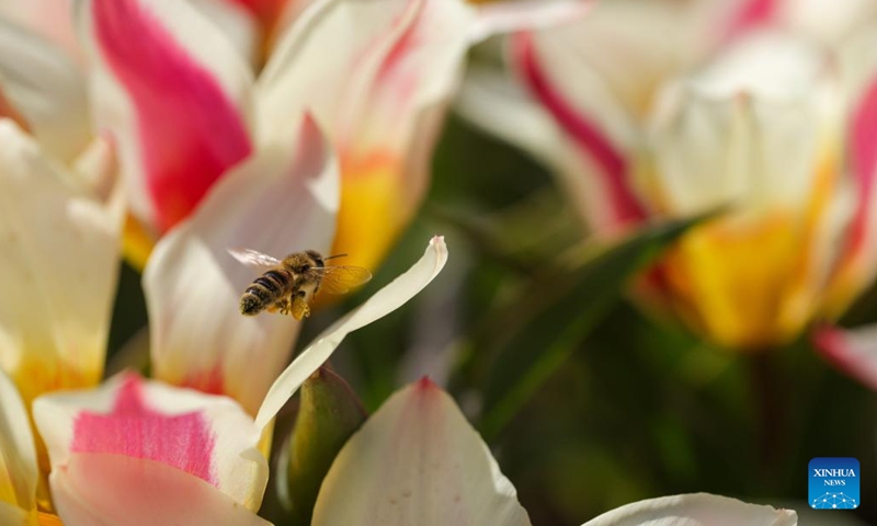 A bee flies around the tulips during a spring flower exhibition at the Volcji Potok Arboretum near Kamnik, Slovenia, April 3, 2026. (Photo by Zeljko Stevanic/Xinhua)