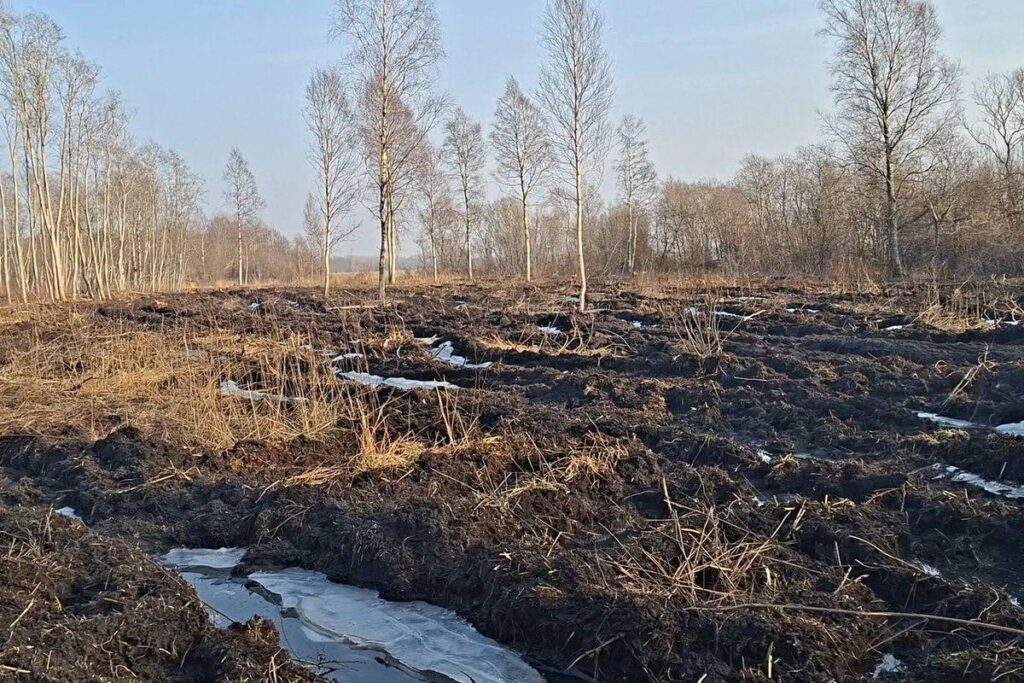 Extensive illegal logging was discovered in Matsalu National Park Extensive illegal logging was discovered in Matsalu National Park