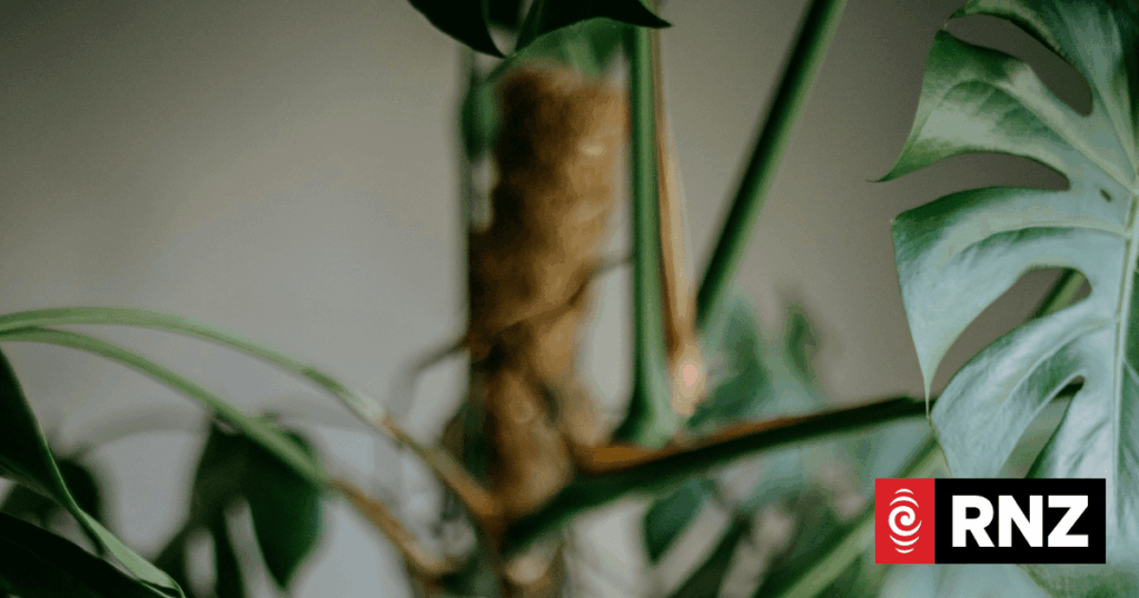 How house plants can threaten the environment